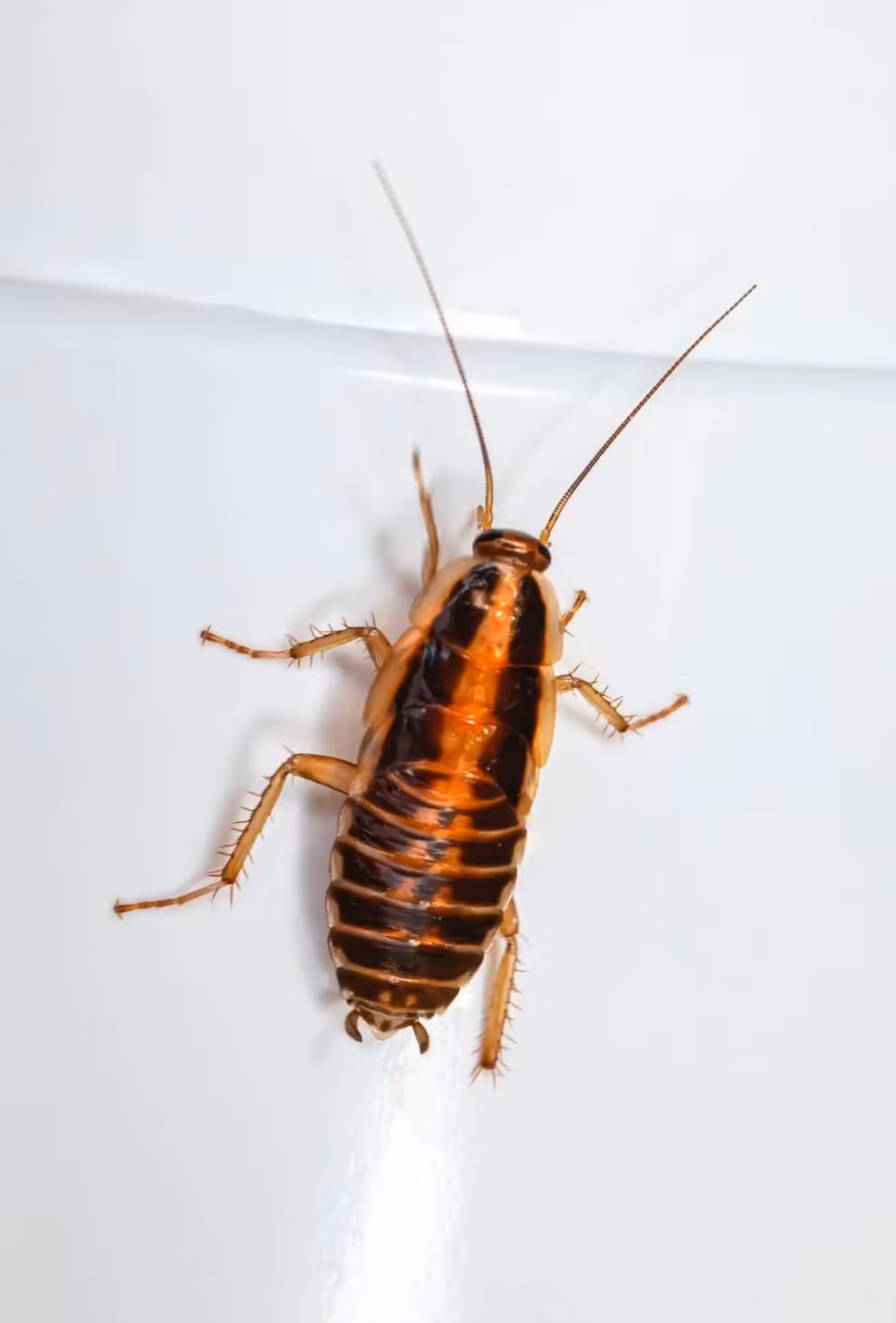 Comment se débarrasser des cafards et blattes définitivement