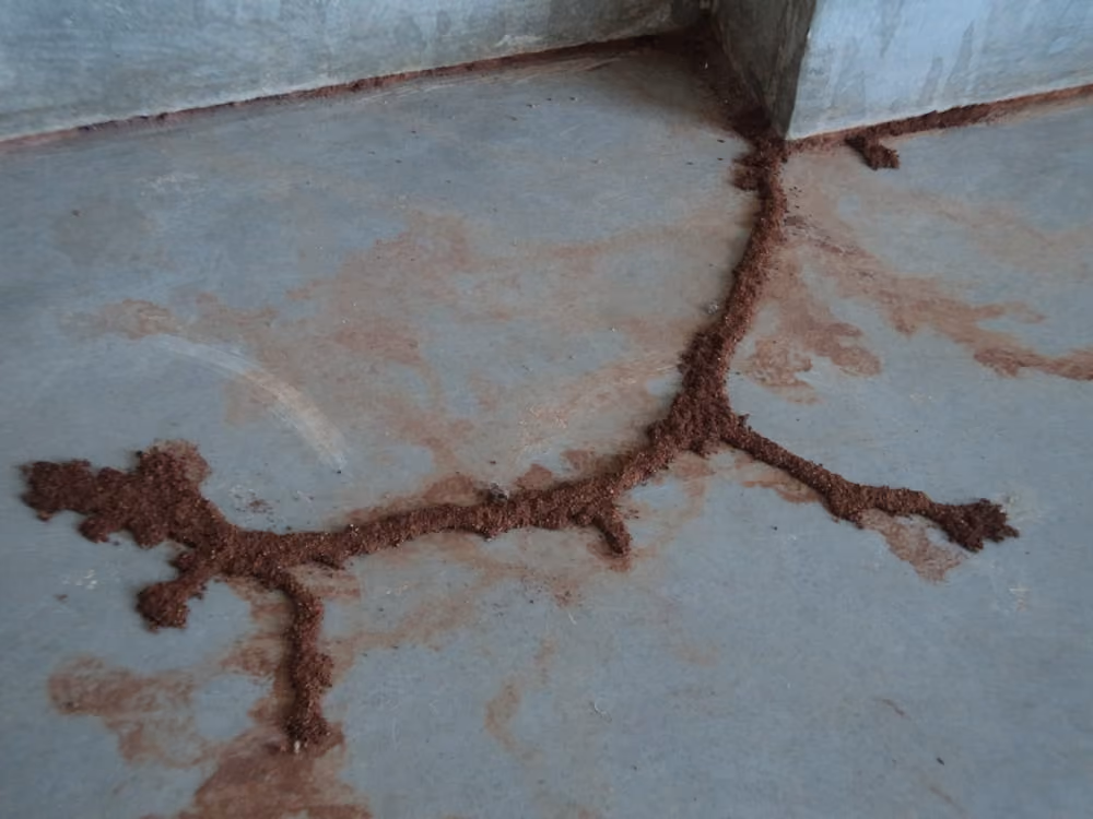 Tunnel de termites