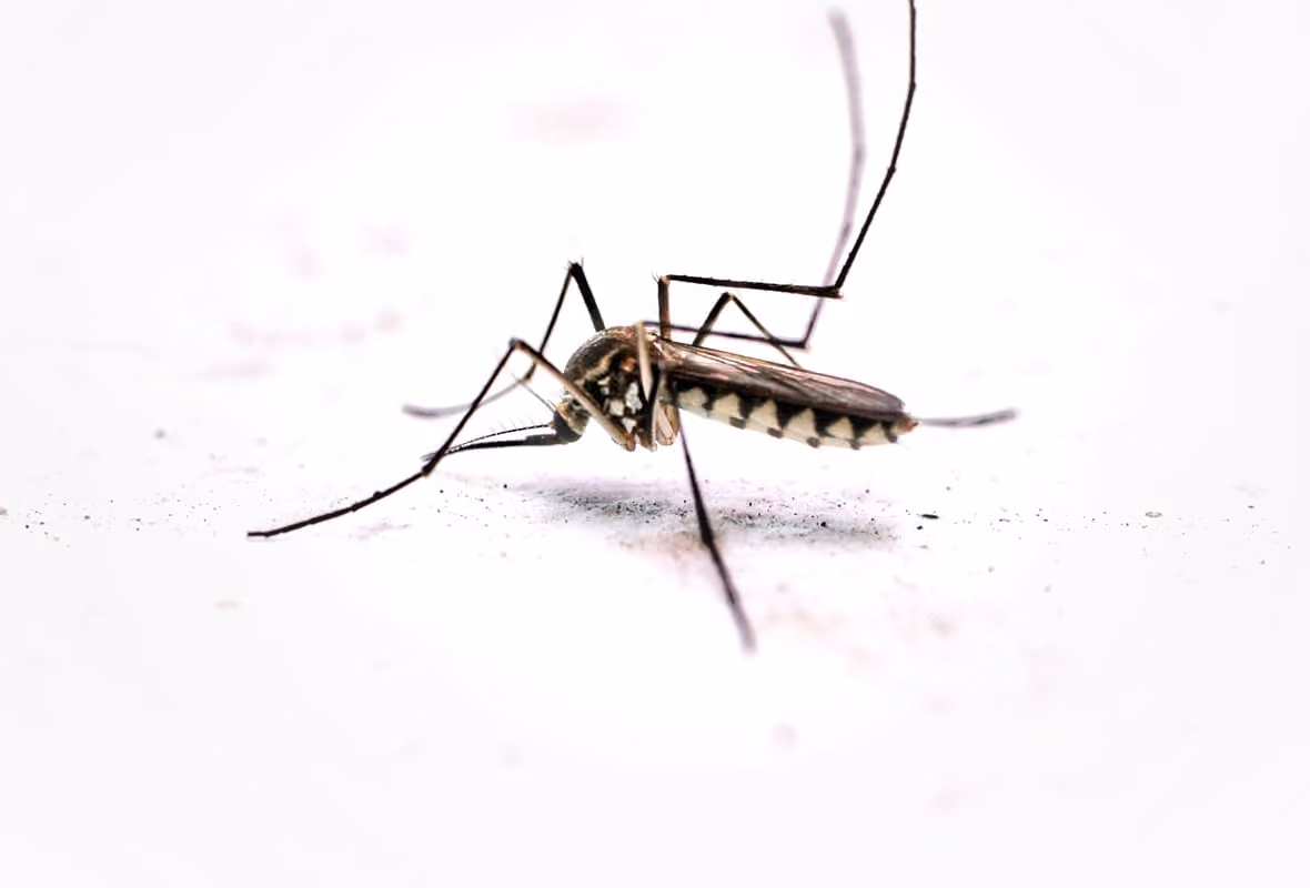 chikungunya