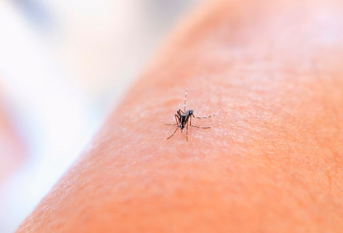 Maladie de la dengue