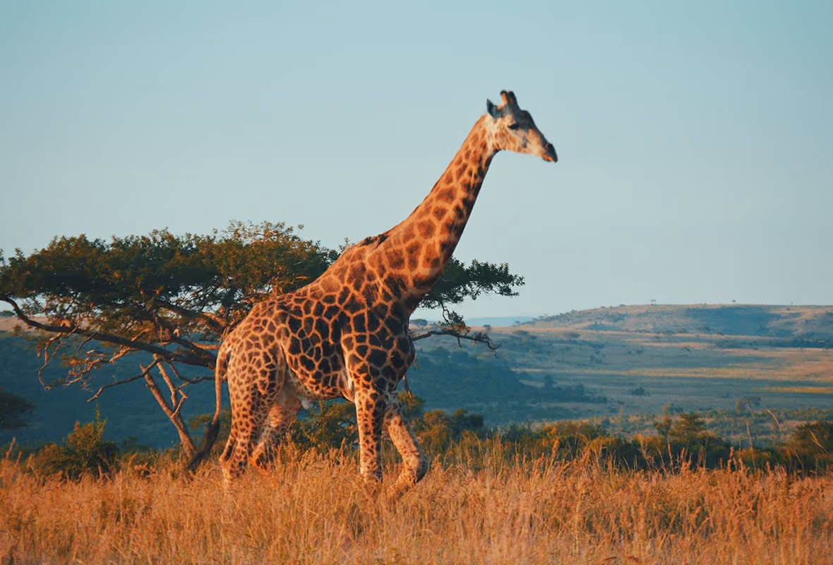 Assurance voyage Afrique